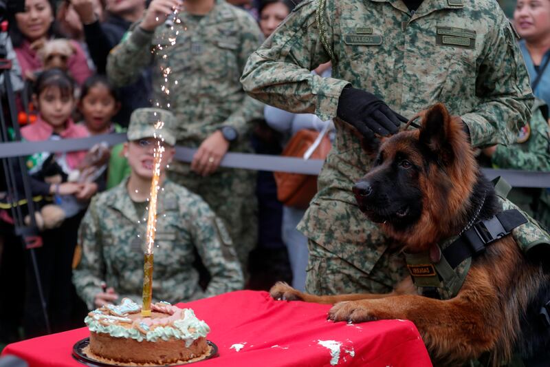 Arkadas, a German shepherd donated to Mexico by Turkey, looks at a cake on its first birthday party at Campo Marte in Mexico City. EPA