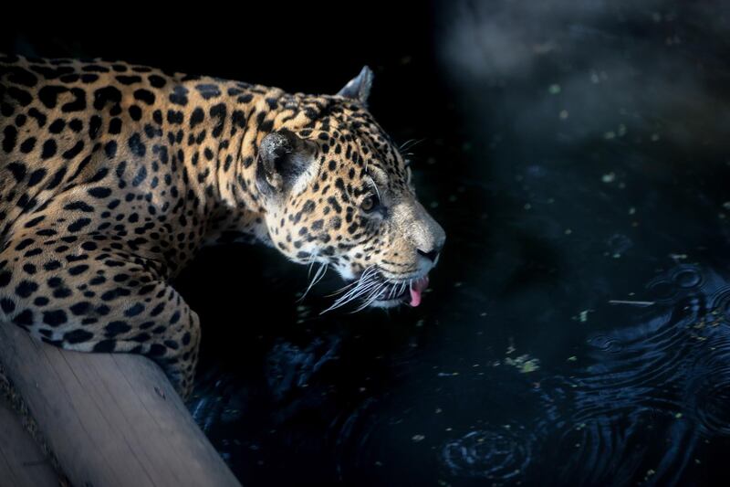 A Jaguar drinks water in the Sao Paulo Zoo, Brazil.  EPA