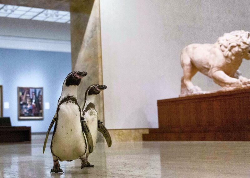 Penguins from the Kansas City Zoo explore the museum during the pandemic shutdown,  May 6, 2020 at The Nelson-Atkins Museum of Art in Kansas City, MO. Media Services photographer / Gabe Hopkins