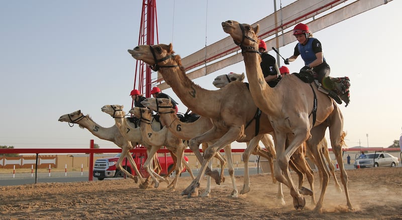 Camel racing, an age-old tradition in the region, is still as popular today. EPA