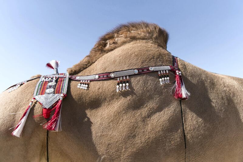 ABU DHABI, UNITED ARAB EMIRATES - DECEMBER 17, 2018. 

A camel's hump is decorated at Al Dhafra Festival. These camels will be judged, based on their beauty, by five judges, with points allocated for each body part. Legs must be long, ears pert, eyelashes curled and the hump properly placed on the lower back. 

Every December, a small city of tents rises in the dunes of the Empty Quarter, 170 kilometres south-west of Abu Dhabi on the edge of the world’s largest continuous sand desert.

About 20,000 camels and their 15,000 owners compete at the Al Dhafra Festival, one of the world’s largest beauty pageants. It is distinguished by its "queens", long-lashed beauties with four legs and a hump. The prizes are not crowns but Range Rovers, Nissan Patrol pickups and, for the best, immortalisation in Bedouin poetry.


(Photo by Reem Mohammed/The National)

Reporter: Haneen Dajani
Section:    NA