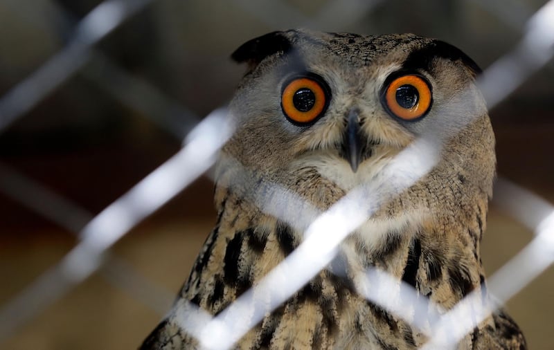 An injured eagle owl at the Animal Encounter centre. Dr Mounir AbiSaiid uses the animals and birds being rehabilitated at the centre in the Lebanese town of Aley to heighten environmental awareness among visitors. AFP