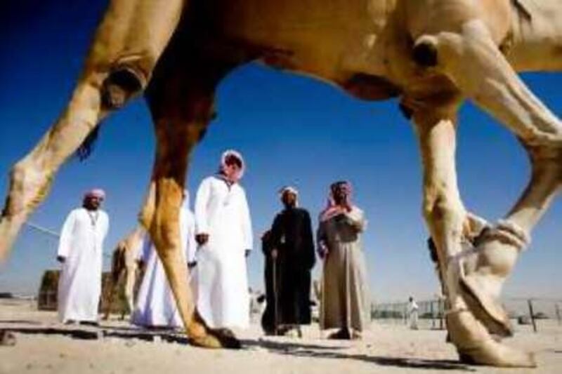 December 23, 2008 / Abu Dhabi / Members of the judging committee look over some of the camels during one of the competitions of the Mazayina Dhafra Camel Festival 2009 in Madinat Zayed, Tuesday, December 23, 2008.  The camels are judged on attributes ranging from the head and neck to the overall general shape and fitness. The is festival aimed at attracting all family members including citizens, residents and tourists. The Abu Dhabi Authority for Culture and Heritage has embarked on building special camps for families wishing to visit the Western Region and enjoy this important event which includes many rare cultural events. (Rich-Joseph Facun / The National) *** Local Caption ***  rjf-1223-camelfestival002.jpg