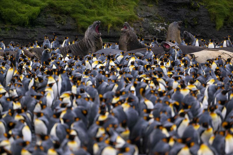 Elephant seals fight surrounded by penguins on Desolation Island