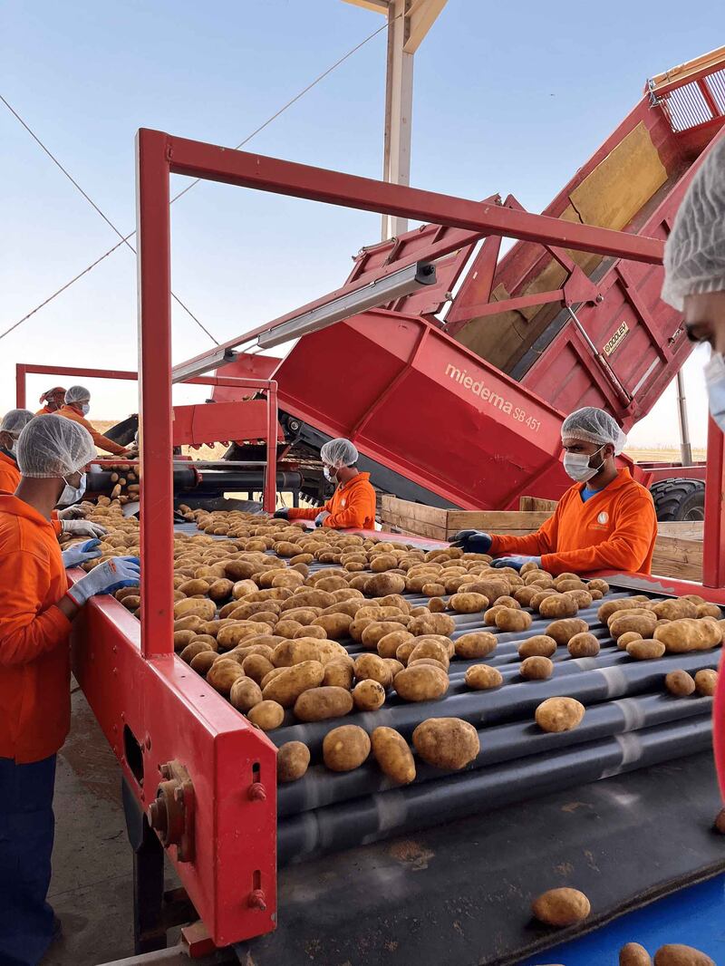 Elite Agro expects to produce 8,400 tonnes of potato this season. Photo: Elite Agro