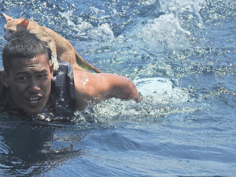 A Thai navy officer swims with a rescued cat on his back in the Andaman Sea March 2, 2021 in this picture obtained from social media. PO1 WICHIT PUKDEELON via REUTERS THIS IMAGE HAS BEEN SUPPLIED BY A THIRD PARTY. MANDATORY CREDIT. NO RESALES. NO ARCHIVES.