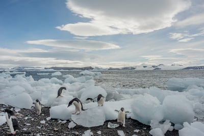 Antarctic Sound is one of the best places in the region to see Adelie penguins as more than 135,000 breeding pairs live on Hope Bay. PA