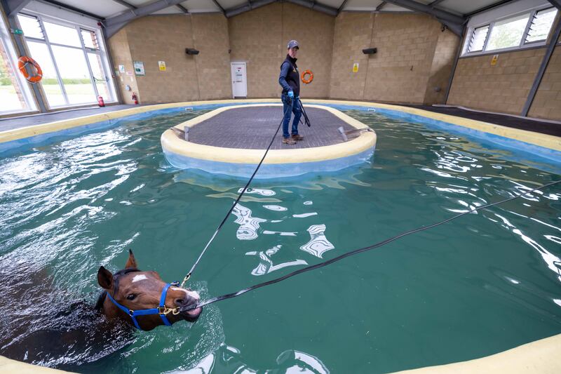 A horse undergoes water training at Manor House Stables.