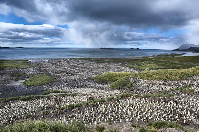 *** EXCLUSIVE *** 

SALISBURY PLAIN, SOUTH GEORGIA - JANUARY 2015: Looking down on the vast King Penguin (Aptenodytes patagonicus) colony at Salisbury Plain on South Georgia. Estimated breeding population of 250,000 to 300,000 pairs and increasing. The brown stripes within the colony are groups of juveniles known as Oakum boys, taken in Salisbury Plain, South Georgia, January 2015.

WELCOME to Penguin City - home to an estimated 300,000 of the flightless birds.  The remote Antarctic island of South Georgia is home to numerous penguin species, including king, macaroni and rockhopper penguins. In January 2015 wildlife photographer David Tiplin, travelled to this busy island by boat with a team of biologists to take images for his new book Seabirds of the World.


PHOTOGRAPH BY David Tipling / Barcroft Images

London-T:+44 207 033 1031 E:hello@barcroftmedia.com -
New York-T:+1 212 796 2458 E:hello@barcroftusa.com -
New Delhi-T:+91 11 4053 2429 E:hello@barcroftindia.com www.barcroftimages.com (Photo credit should read David Tipling / Barcroft Media via Getty Images / Barcroft Media via Getty Images)