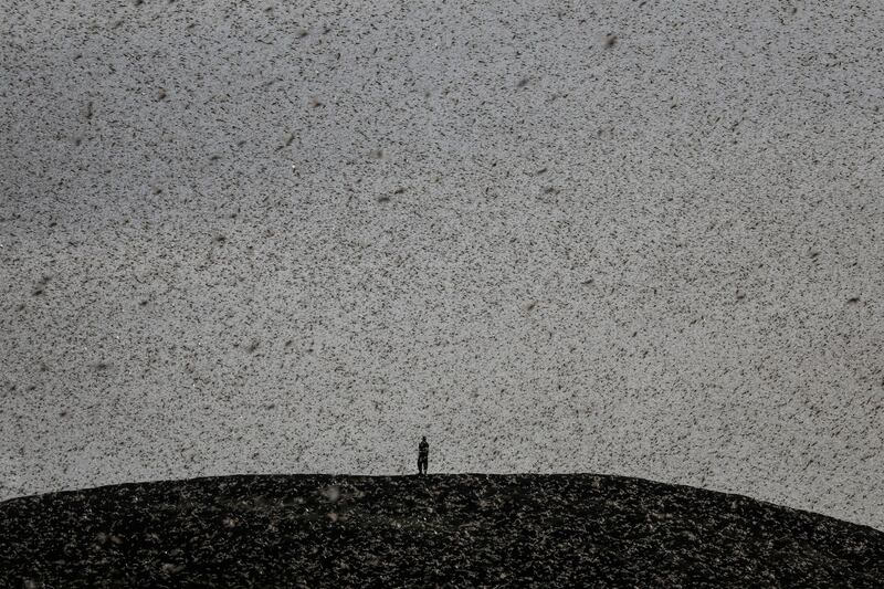 A man engulfed by a swarm of desert locusts stands on top of a hill near Nanyuki, Kenya, on January 30, 2021. By Baz Ratner,   Pulitzer Prize finalist for Feature Photography. Reuters