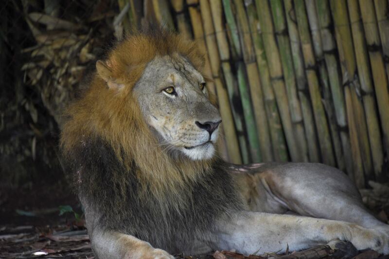 A lion has been shot dead in Guatemala after killing its handler. AFP