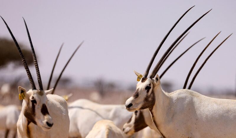 Thanks to their incredible range of senses, they are able to smell the rain and fresh grass in the distance. AFP