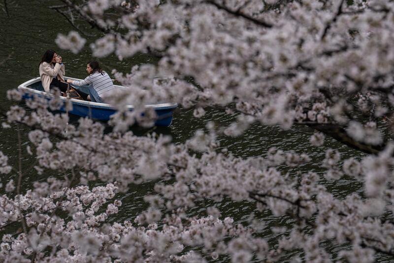 The bloom only lasts for about a week and marks the beginning of spring in Japan. Getty