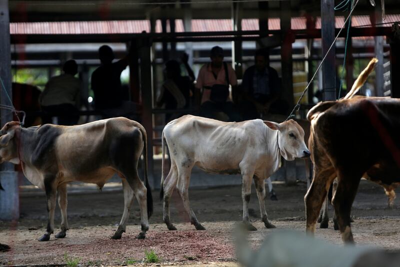 Cattle for sale at a market in Aceh, Indonesia. EPA