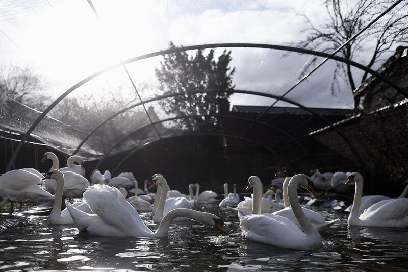 Swans are seen in an aviary during an operation to attempt to catch over a hundred, as special security measures are required to prevent wild birds from being in contact with the swan population of the city, following the discovery of bird flu in three wild birds in Ostend. AFP