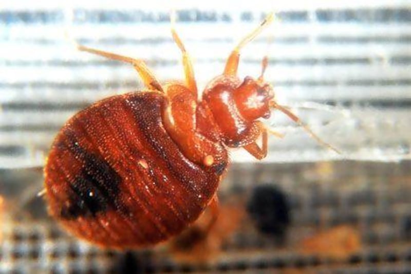 Extermination companies report an increase in bed bug problems every summer. Jewel Samad / AFP PHOTO