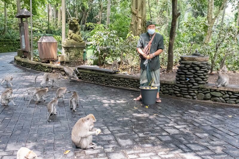 A man feeds macaques at Ubud Monkey Forest in Bali. EPA