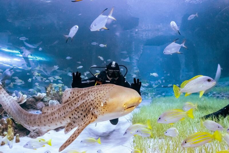 Swimming with sharks at The National Aquarium in Abu Dhabi. Photo: The National Aquarium
