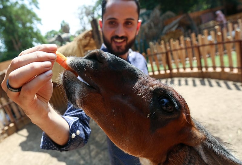A man feeds llama on the first day after Giza zoo reopened amid the coronavirus outbreak, on the outskirts of Cairo, Egypt. Reuters