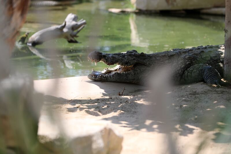 The 250 crocodiles at the park include 40 recent hatchlings