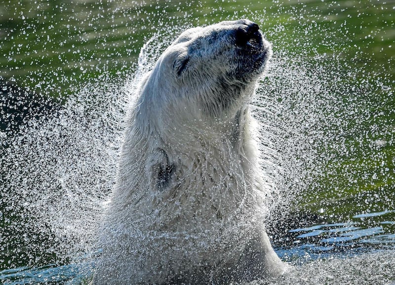 A polar bear shakes off water on a hot summer day at the zoo in Gelsenkirchen, Germany. AP Photo