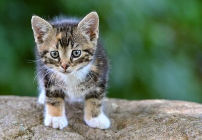 The toxics from cigarette smoke can harm your pet and live in their fur for a long time. Getty Images