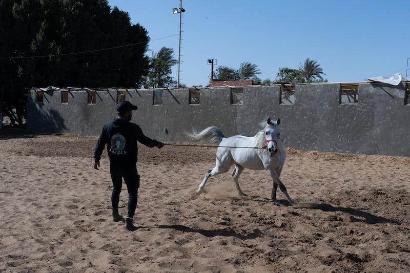 Omar warms up his horse before a free-ride in the desert. Photo: Saqqara by Mahmoud Nasr