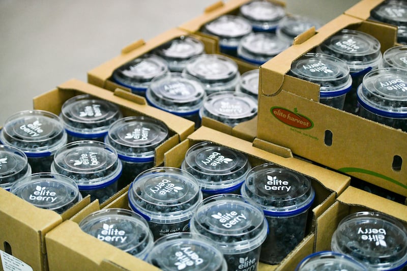 Crates of blueberries packaged for sale.