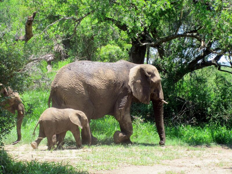 Calves are often removed from their families at a very young age so they can be conditioned to provide tours for travellers