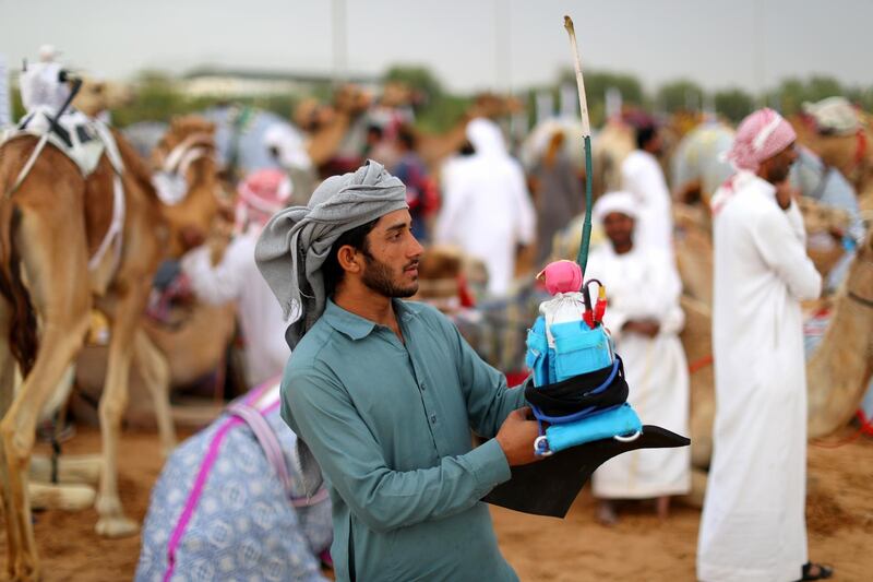 Racing camels and their handlers arrive early morning prior to the start of the Al Marmoom Heritage Festival.