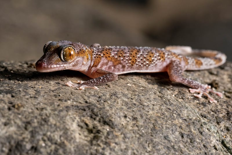 The gecko, seen here during the 2022 expedition, is the only known vertebrate species endemic to the UAE. Photo: Bernat Burriel / Institute of Evolutionary Biology