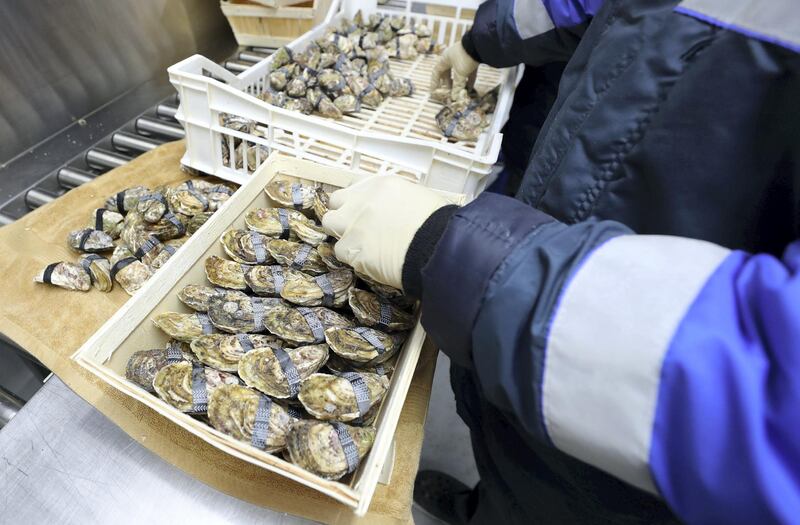 Fujairah, United Arab Emirates - Reporter: Kelly Clark. News. The depuration and packing rooms at the land processing area. Visit to the Dibba Bay Oysters farm in Fujairah. Dibba, Fujairah. Wednesday, January 13th, 2021. Chris Whiteoak / The National