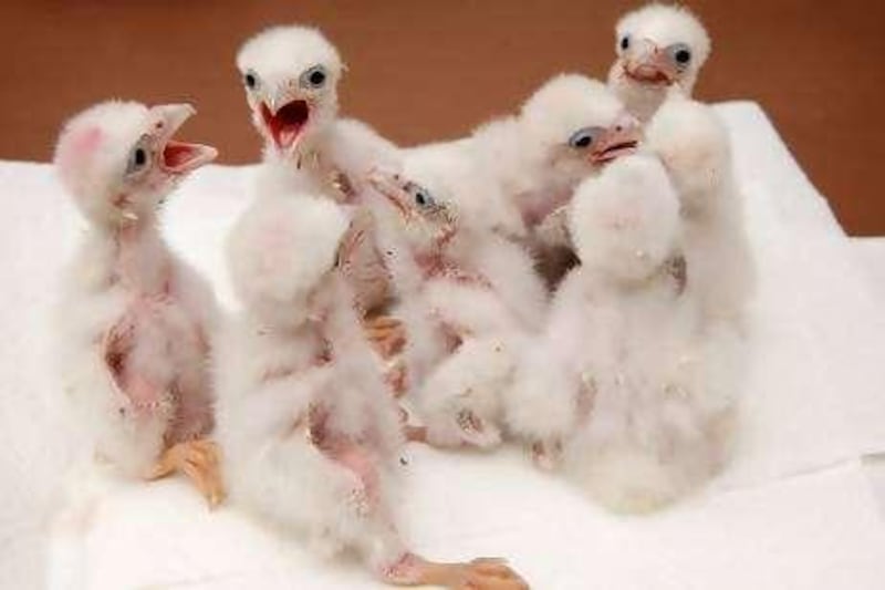 Peregrine Falcon chicks which hatched from eggs seized from a person attempting to smuggle the them out of the country. Jeffrey Lendrum climbed a mountain in south Wales to steal 14 peregrine falcon eggs from their nest before trying to smuggle them to Dubai. He was spotted acting suspiciously by a cleaner at Birmingham Airport who alerted West Midlands Police Counter Terrorism Unit officers. The 48-year-old, who has dual Zimbabwean and Irish nationality, had strapped the eggs to his body to keep them warm. Lendrum has been sentenced to 30 months in prison for stealing and trying to smuggle rare birds’ eggs out of the country in the first case of its kind for 20 years. 
Credit: Graham Bedingfield / newsteam
19/08/2010