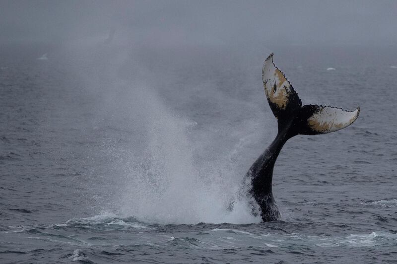 A whale swims near Orne Harbour, Antarctica. REUTERS