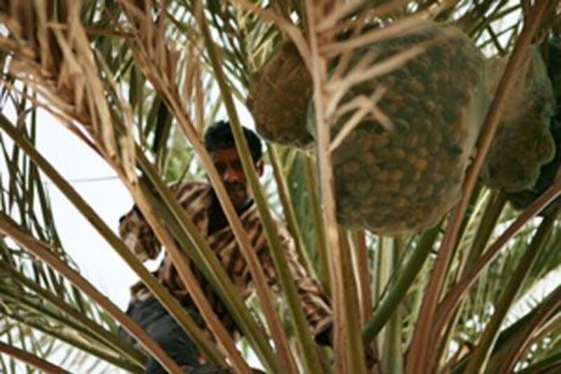 A man harvests dates on Delma Island, located in Al Gharbia, off the coast of Abu Dhabi.