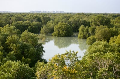Jubail Mangrove Park situated between Al Saadiyat Island and Yas Island, Abu Dhabi. The UAE capital has been growing the number of mangroves in recent years. Khushnum Bhandari / The National
