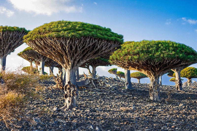 Dragon's blood (Dracaena cinnabari) trees at the top of Dixam mountain on Socotra island AFP
