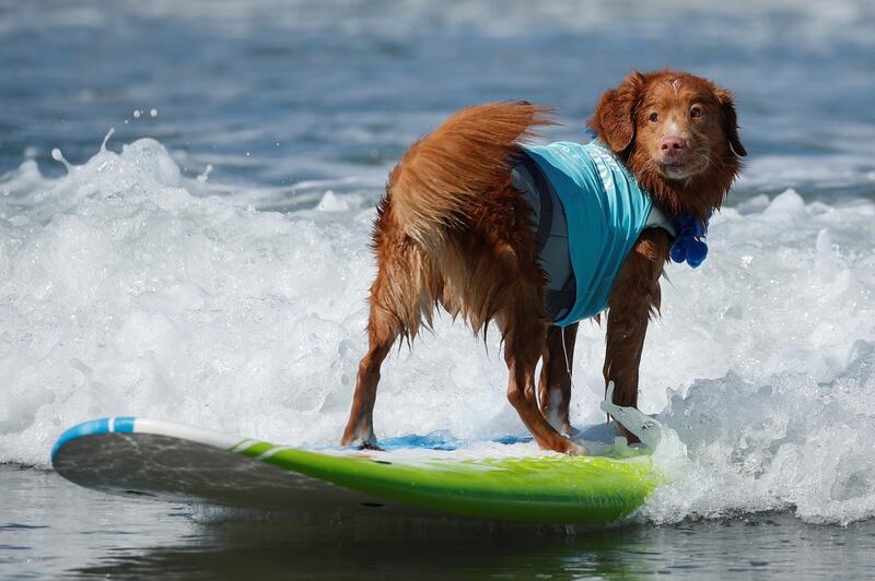 A dog stands backwards riding a wave while competing at the 14th annual Helen Woodward Animal Center "Surf-A-Thon". Reuters