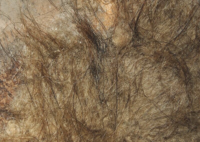 A close-up of preserved woolly mammoth fur on display at the Natural History Museum in Vienna, Austria. Photo: Tommy Arad