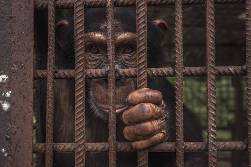 Hope by Roberto Garcia-Roa, of a rescued chimpanzee looking out of its enclosure at the Chimpanzee Conservation Centre in the Republic of Guinea