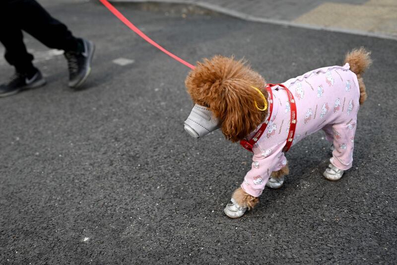 A dog wears a mask over its mouth on a street in Beijing.  AFP
