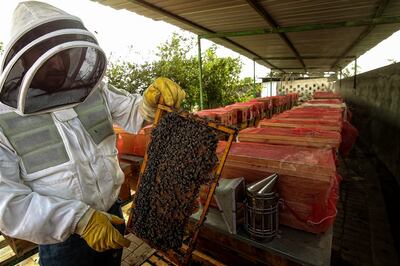 Fahdel Bin Radhi hard at work at Bahrain Line Apiary