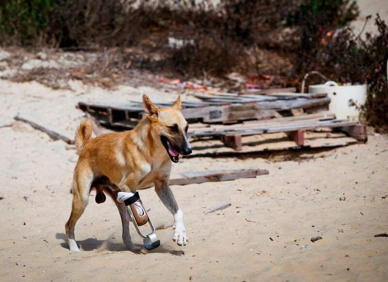 Billy, an amputee dog undergoing rehabilitation for a new prosthetic limb in co-operation with Gaza Municipality's artificial limbs centre, plays with a Palestinian volunteer at the Sulala Society for Animal Care shelter in Gaza City. AFP