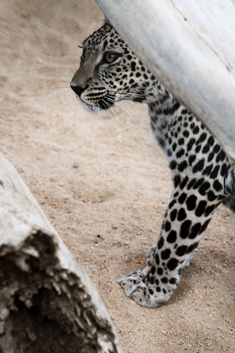 Leopards are sought after by trophy hunters and bushmeat poachers. Photo: Aline Coquelle