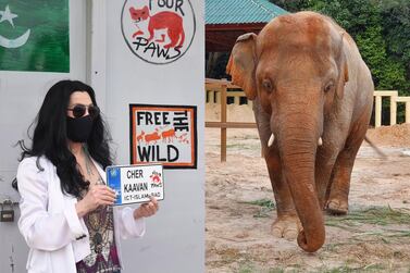Cher helped free the world's 'loneliest elephant' Kaavan from a zoo in Pakistan. 