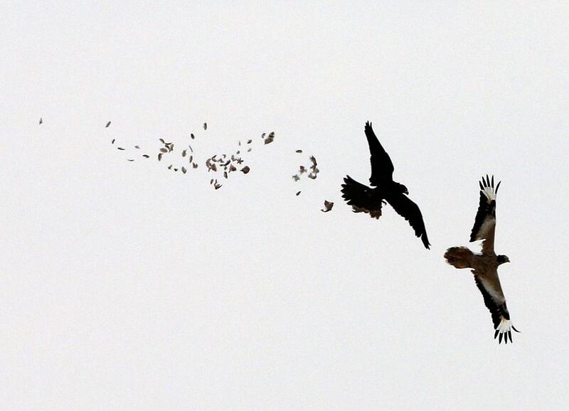 A hunting falcon preys on a Houbara bustard.