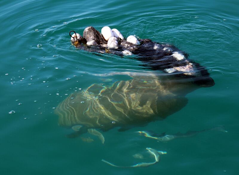 Rare Dugong Rescued by ADNOC Team After Becoming Entangled in Illegal Fishing Net. 15 March 2017. Photo Courtesy: ADNOC *** Local Caption ***  on16mr-Dugong2.jpg