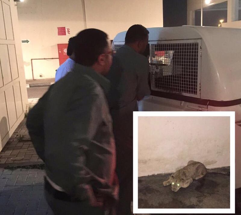  A lion was reported on the loose in Dubai’s Al Barsha neighbourhood on Thursday. (Courtesy of Dubai Municipality)