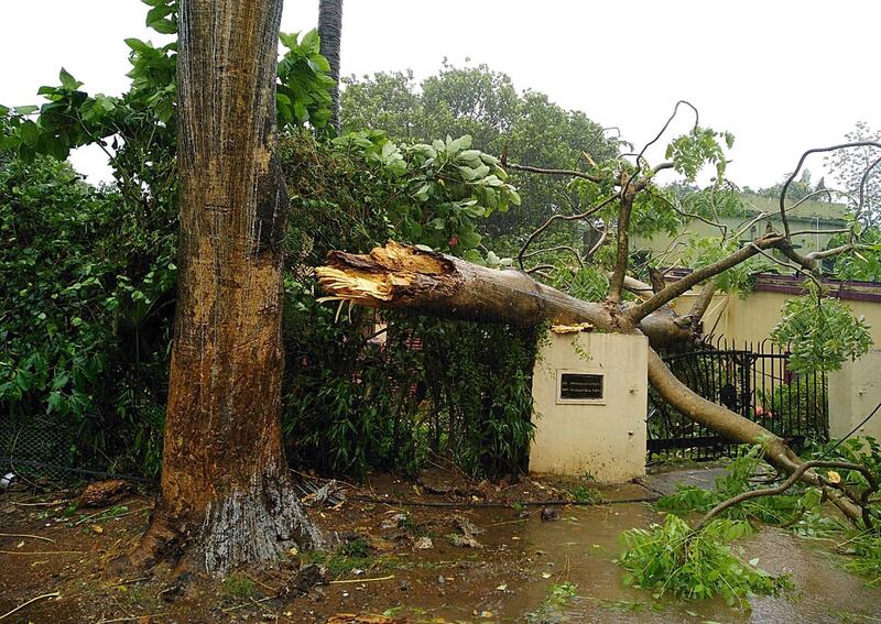 A fallen tree at the entrance of a house  at Konark, Odisha. EPA