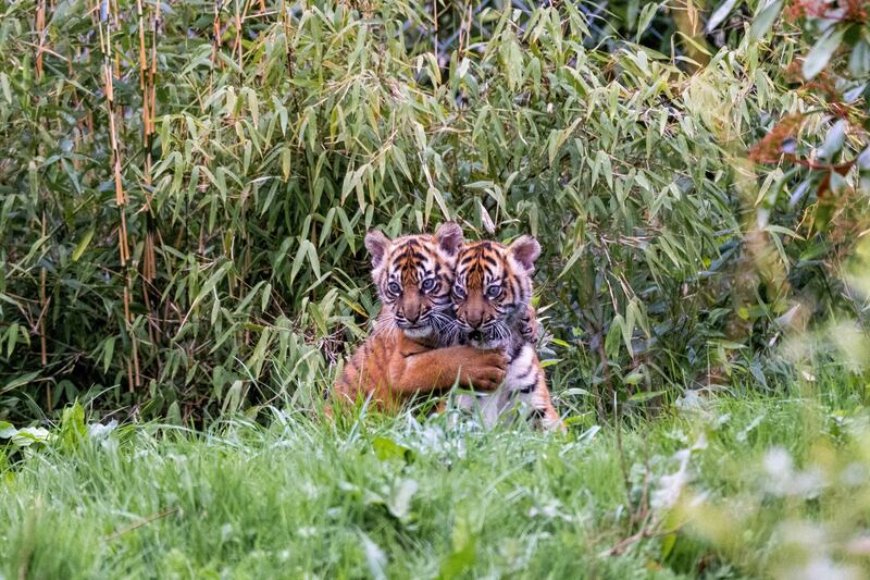 Two critically endangered female Sumatran tiger cubs Alif and Raya are pictured as they emerge from their den for the very first time, at Chester Zoo, Cheshire, Britain. Reuters